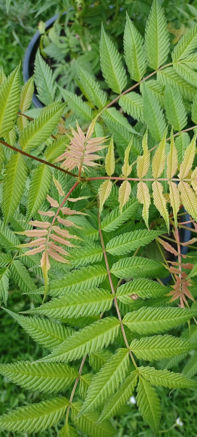 Sorbaria sorbifolia Sem