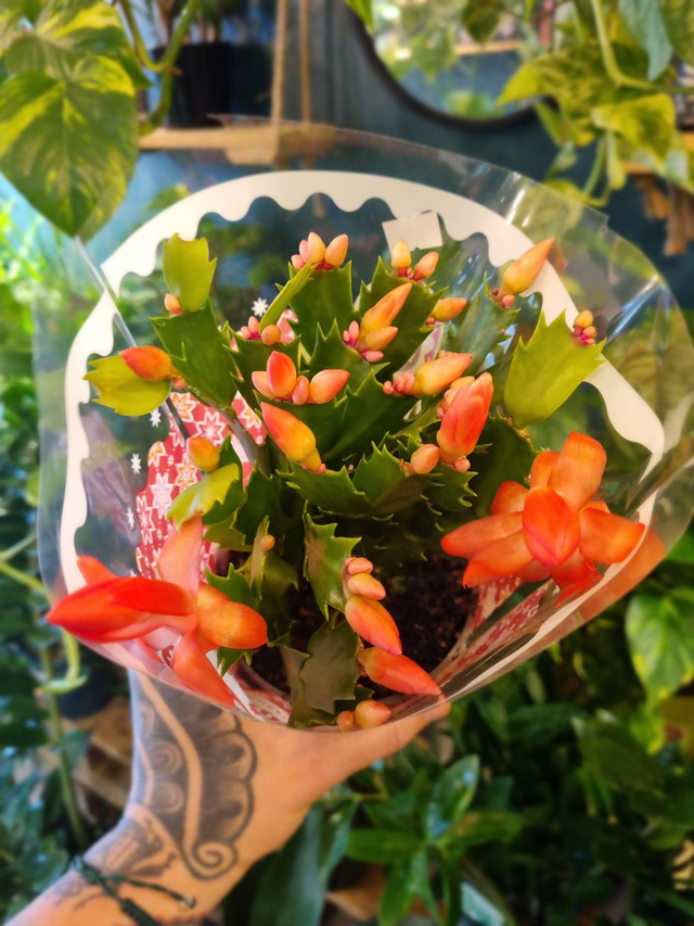 Christmas cacti in 10cm pot 