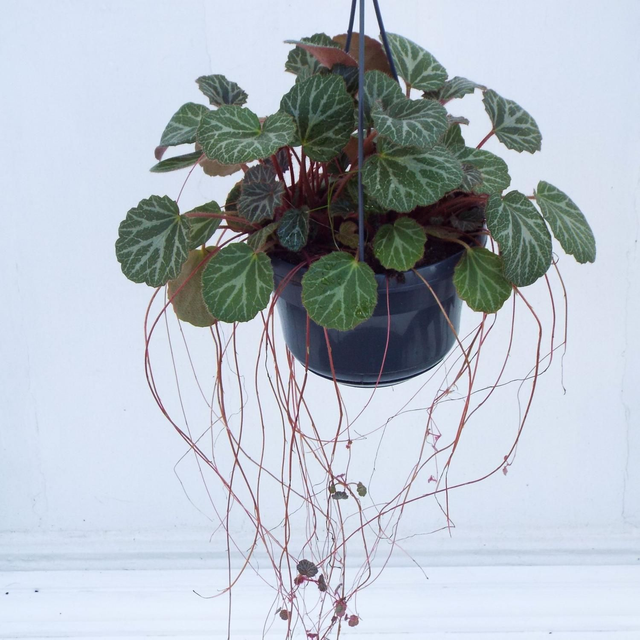 Saxifraga Stolonifera