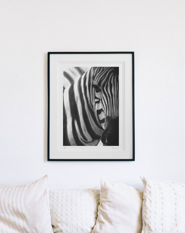 Zebra Limited Edition Print