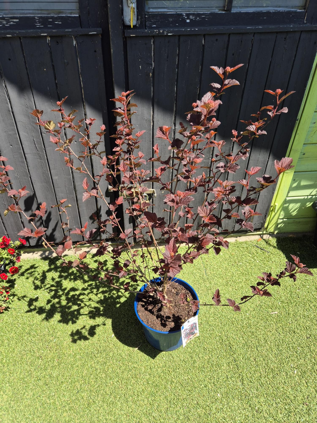 Physocarpus opulifolius André pot 4L