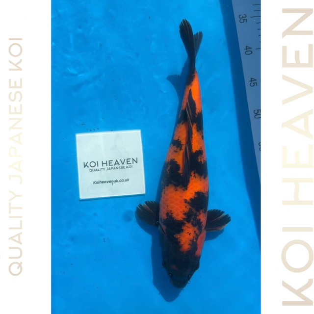 Shinoda Koi Farm          32cm Tosai 