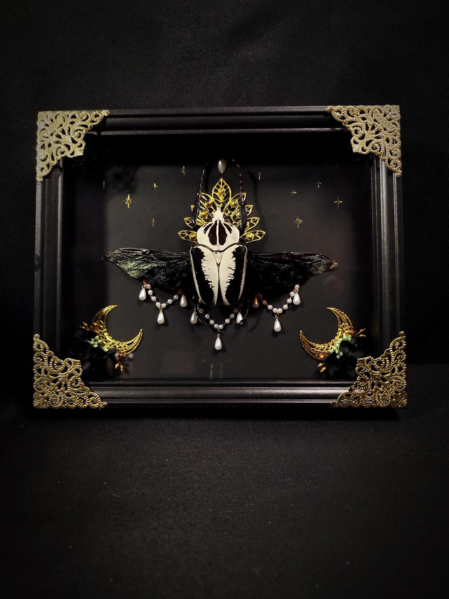 Cadre &quot;Goliathus Regius&quot; Rare 