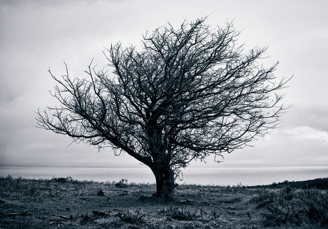Brooding On The Moor