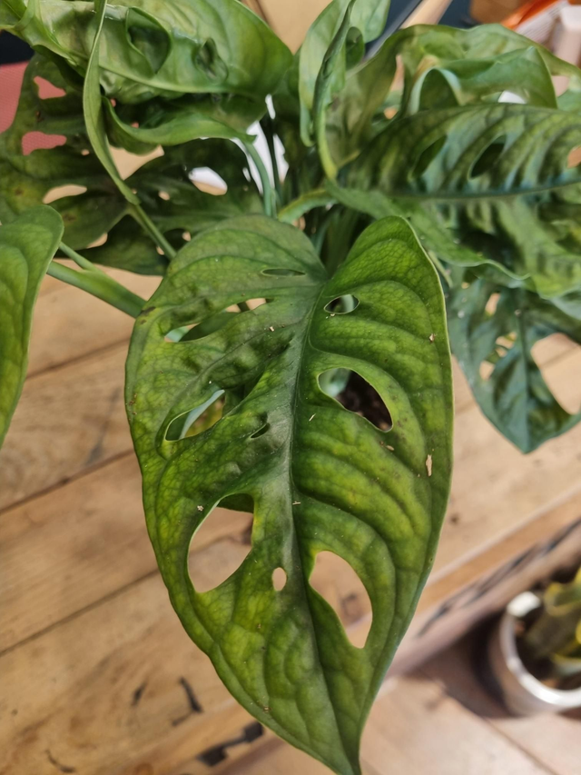 Monstera Monkey Mask in 12cm pot 