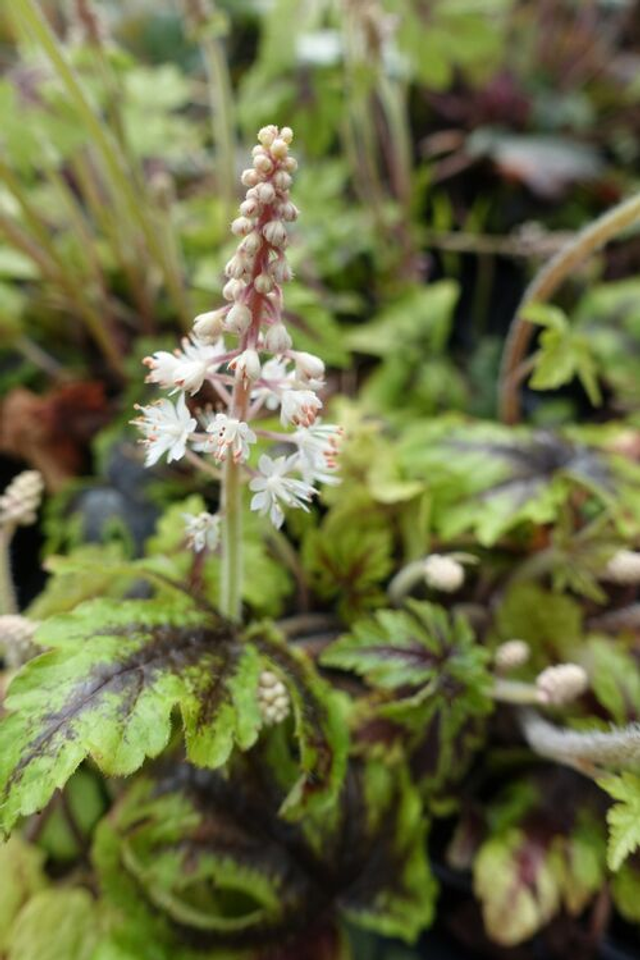 Tiarella &#039;Jeepers Creepers&#039; 1 litre 
