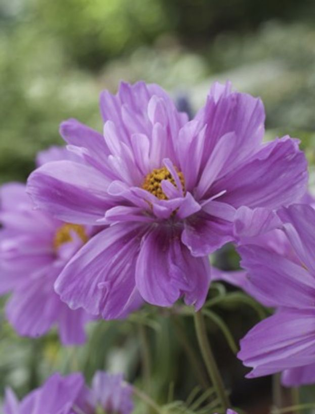 Cosmos Fizzy Pink Dark Centre