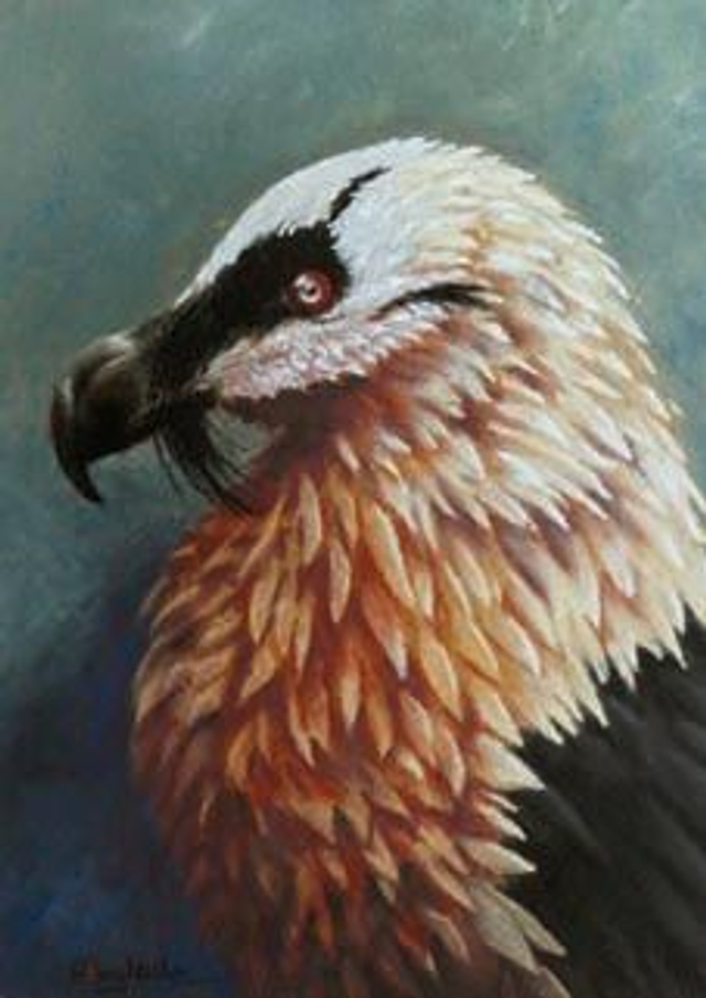 Gypaète barbu - affiche