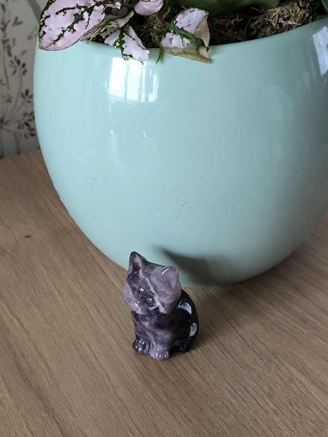 Chat Améthyste