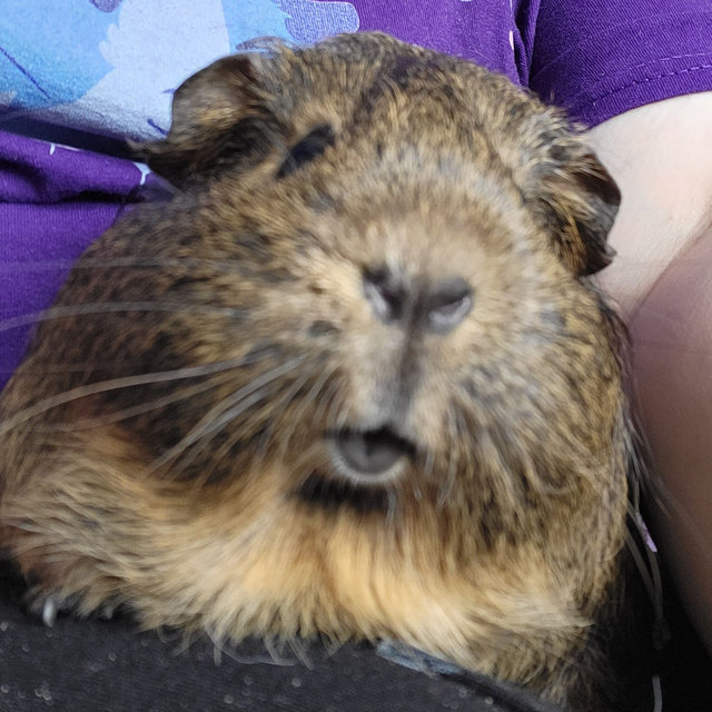 £2 donation to Patch's Piggy Trust