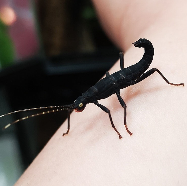 Black beauty Stick insects  