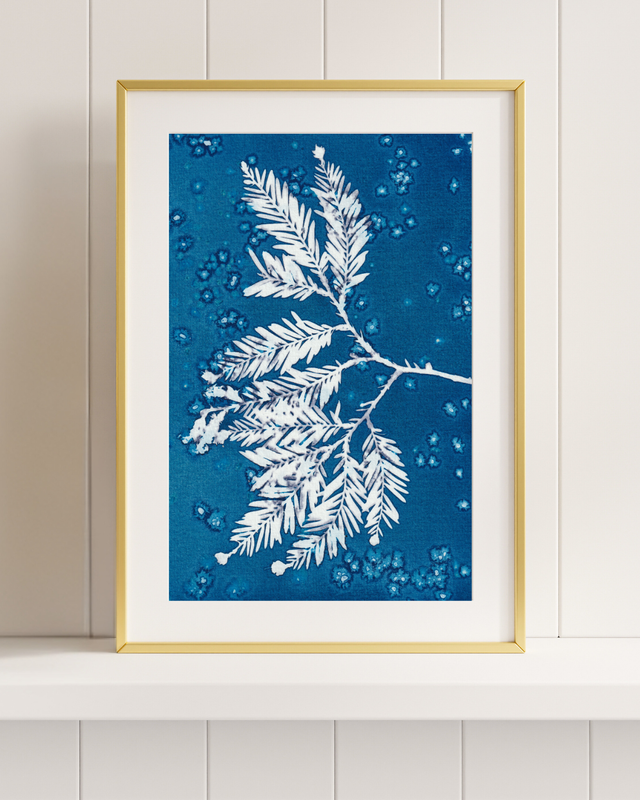 Premières Neiges (Séquoia)