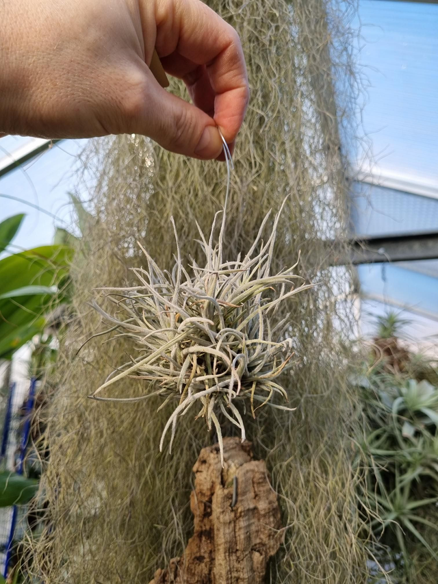 Tillandsia crocata