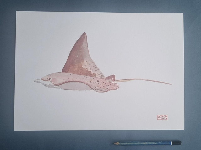 Raie léopard à partir de 4€