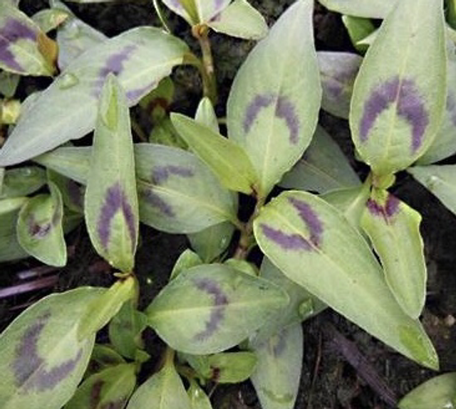 Coriandre vietnamienne NT