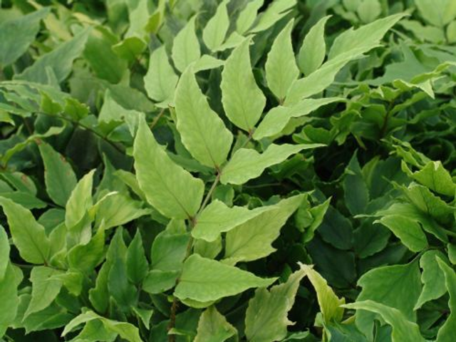 Cyrtomium fortunei 'Clivicola' 9cm