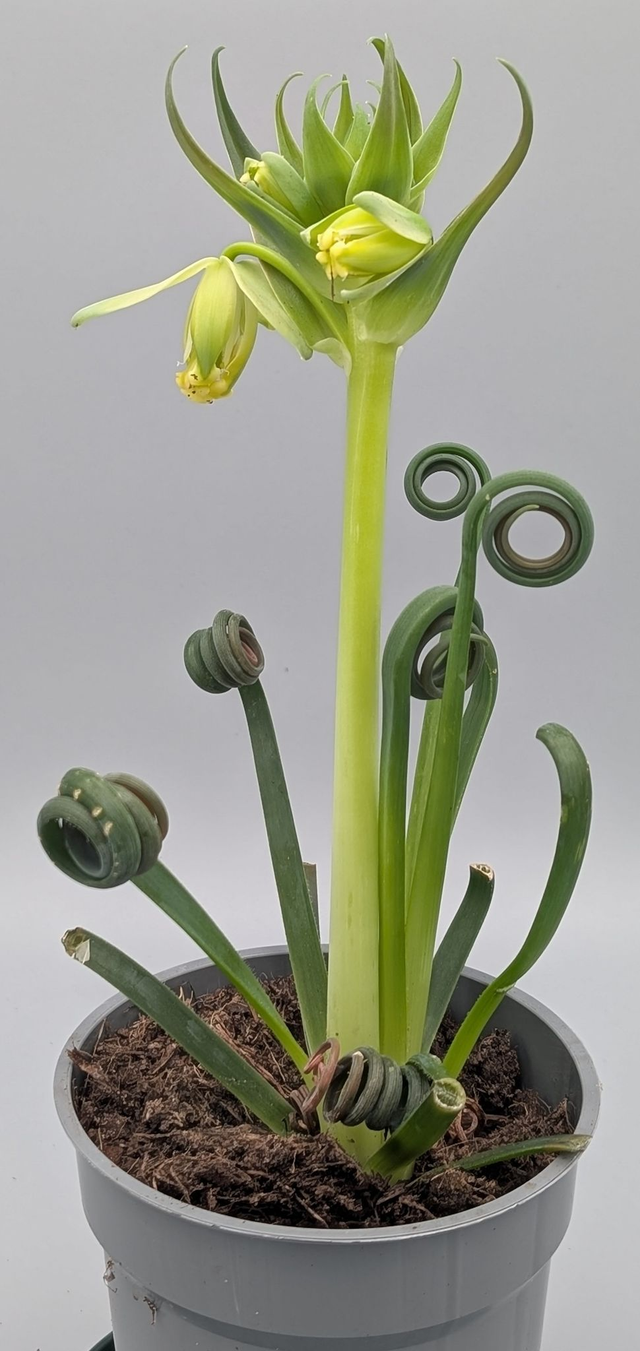 Albuca Spiralis Frizzle
