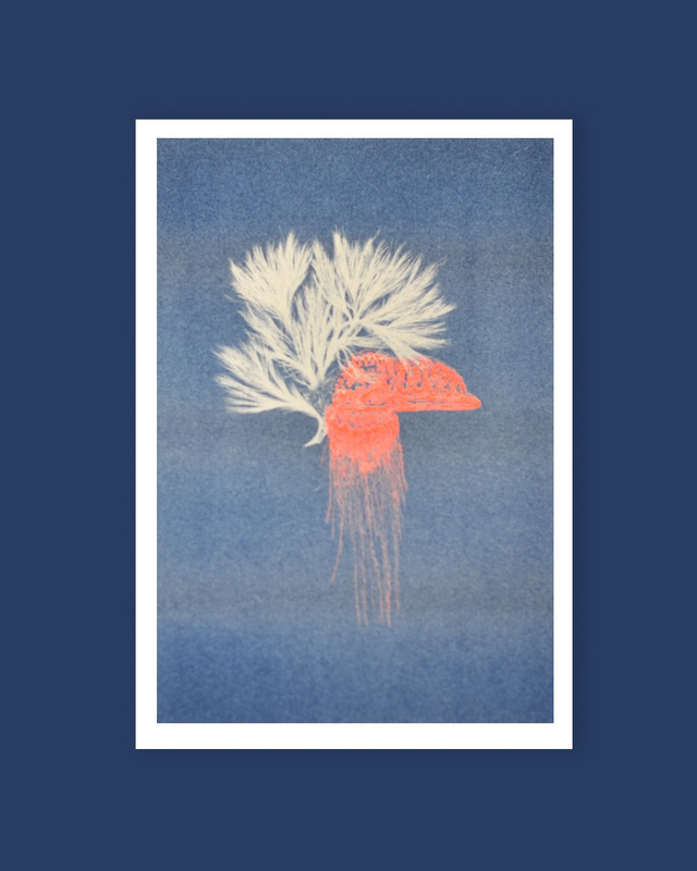 Affichette A4 Abysses - physalie -