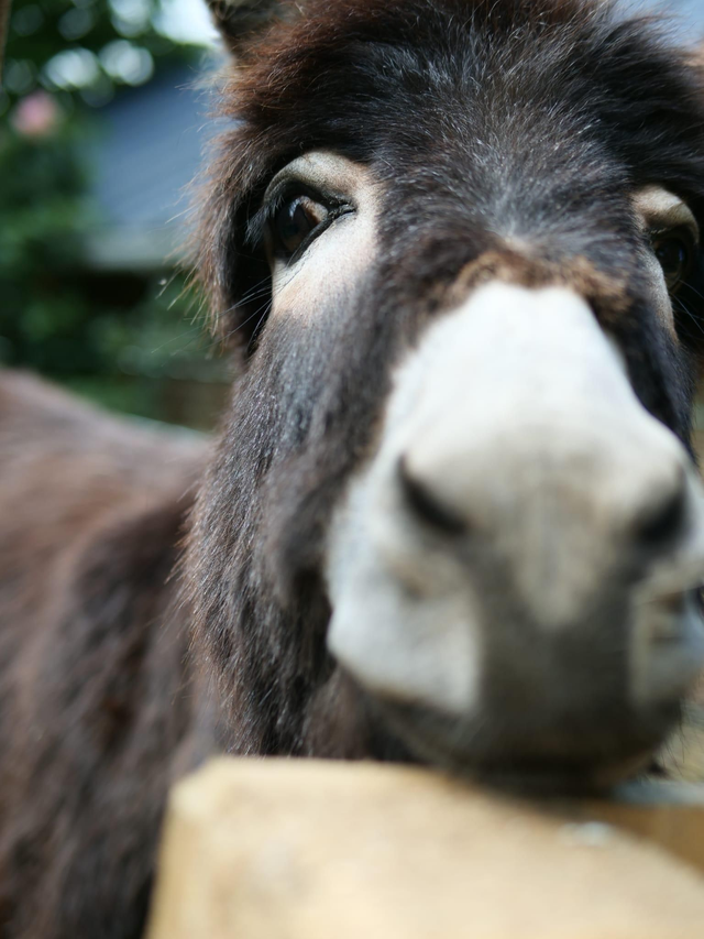 Activités au jardin 