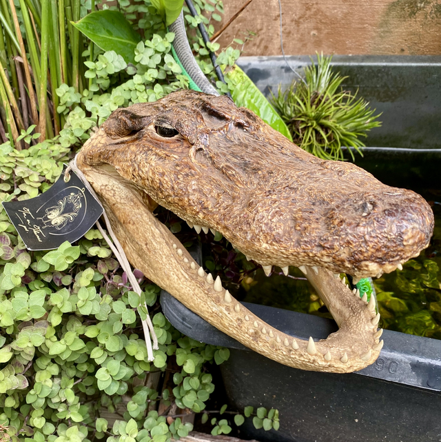 Trophée tête de crocodile 