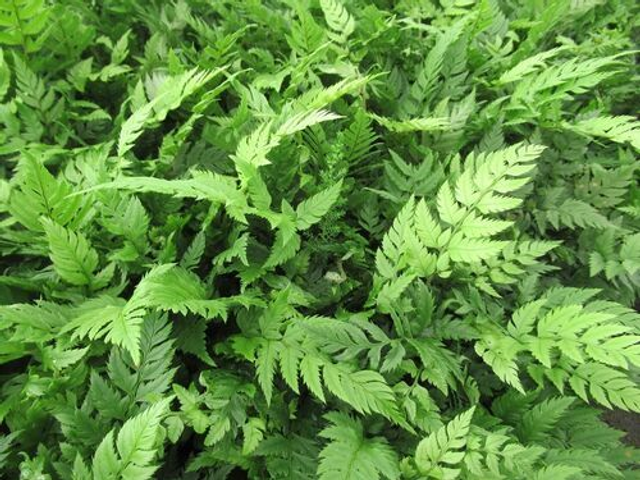 Polystichum rigens 1 litre