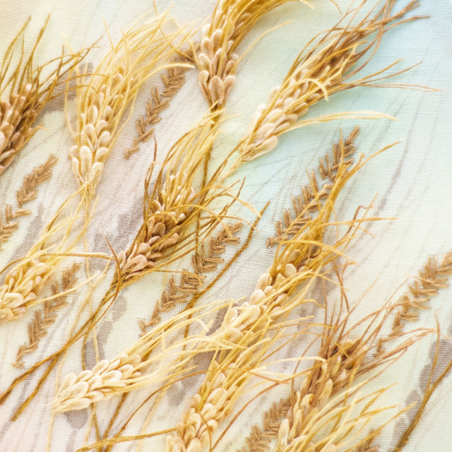 RYE | Botanical Study