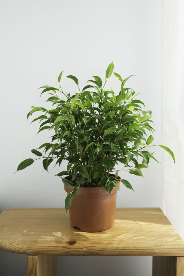 Ficus Benjamina 'Natasja' 🌿