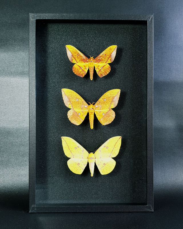 Collection de papillons Eacles 