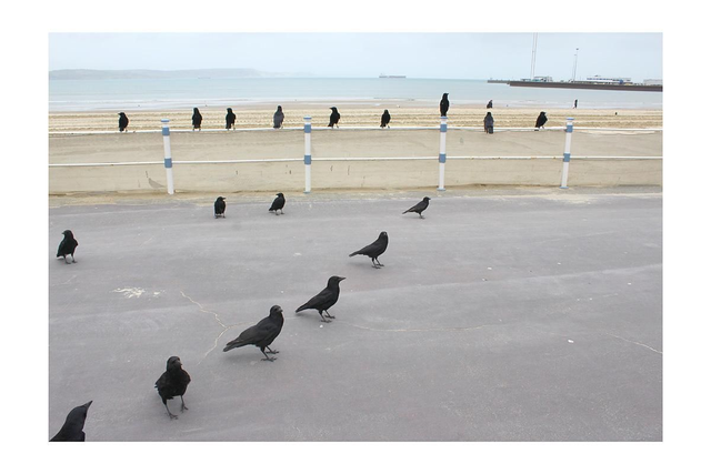 15 by 10 inch print. Weymouth crow triangle. ONE LEFT.
