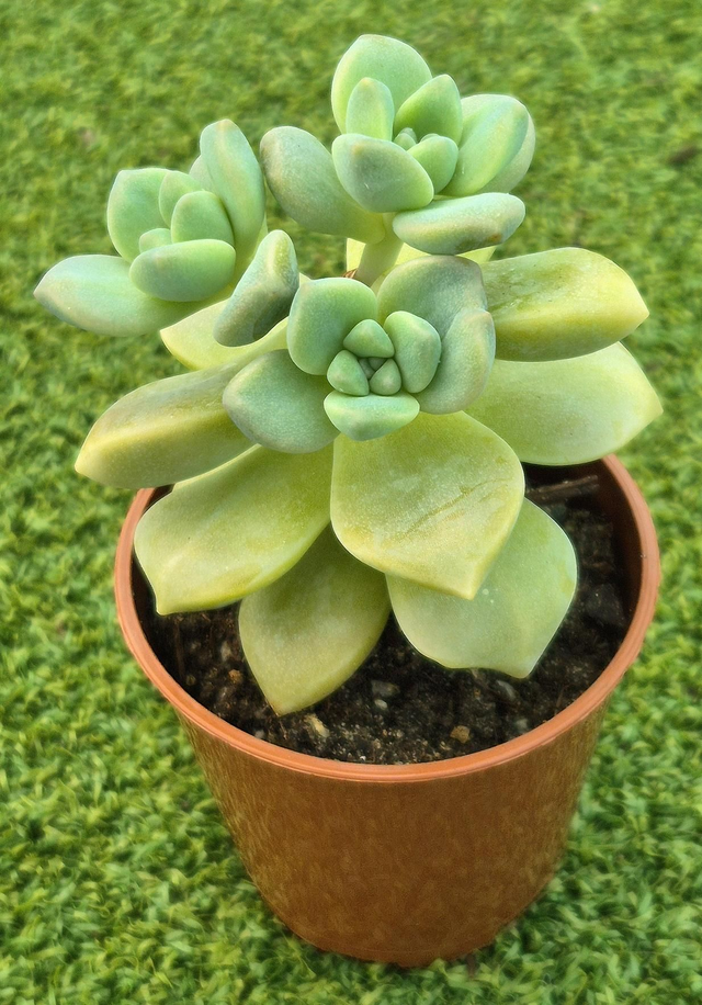 Graptoveria titubans