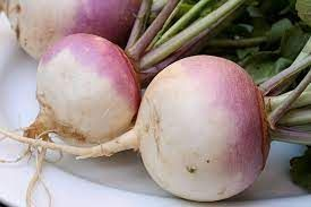 TURNIP (Bunch)