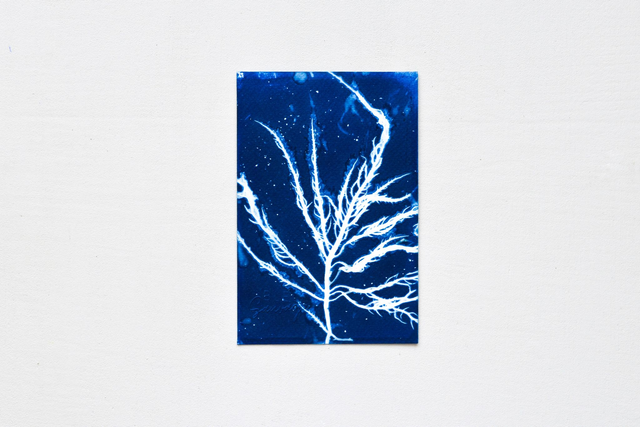 Algae - Alga rubra 2.1 - 10 x 15 cm