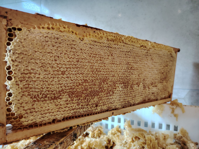 Cadre complet de miel en rayon