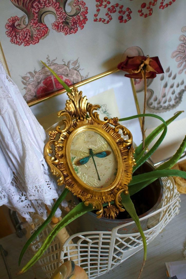 Neurobasis Chinensis