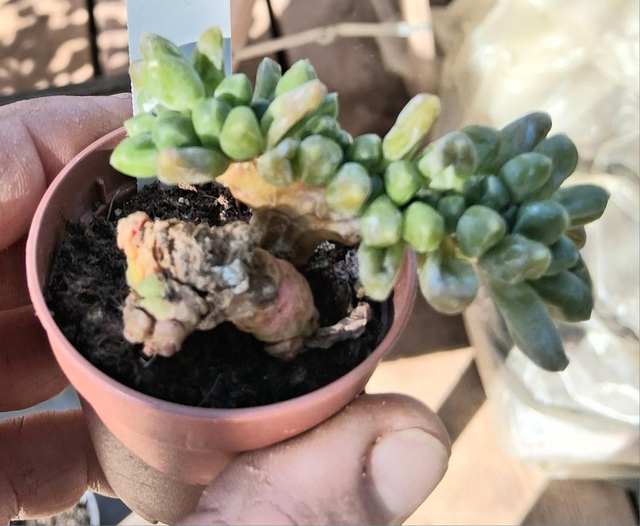 D100 . Pachyphytum Chiseled Stone crestata