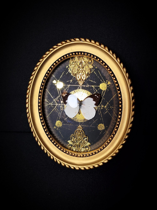 Cadre Vintage Papillon Appias Indra 