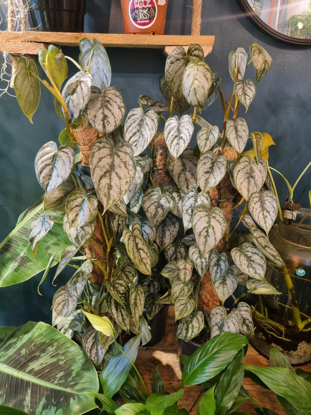 Philodendron brandti 16cm pot 70cm high