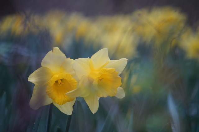 Daffodil Delight - Print