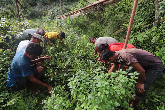START A TREE NURSERY 