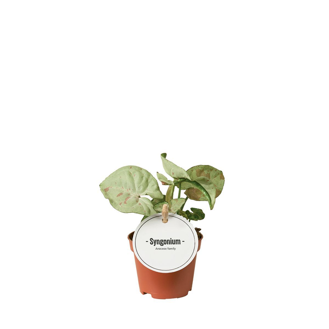 B34 . Syngonium 'Confetti'