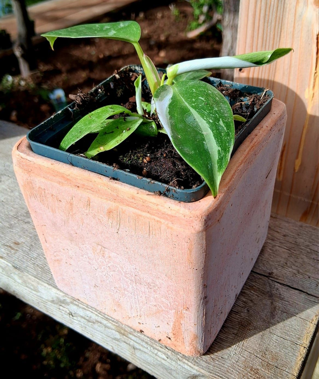 C89 . Filodendro 'White Princess' in "CUBO TERRA DI SIENA 10