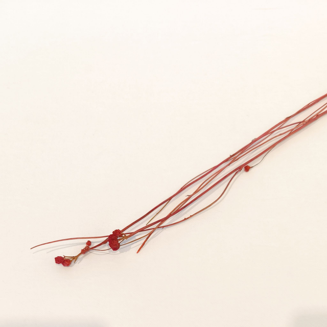 Lona séché – Fleur fine et texturée pour compositions florales délicates et naturelles