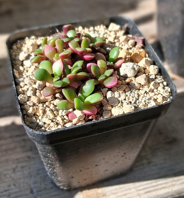 D153 . Anacampseros Rufescens variegata