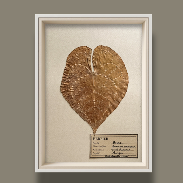 Herbier A5 vintage affiche botanique Anthurium Clarinervium 