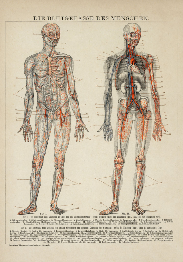 Blurgefaesse des Menschen Sepia
