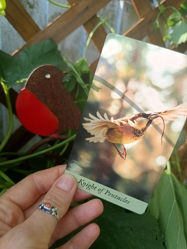 Bird King Tarot: a deck with a post-apocalyptic mystical vibe * by Lida Pavlova & Khvost