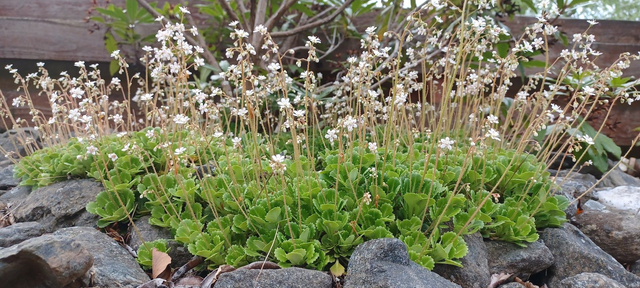 Saxifraga umbrosa
