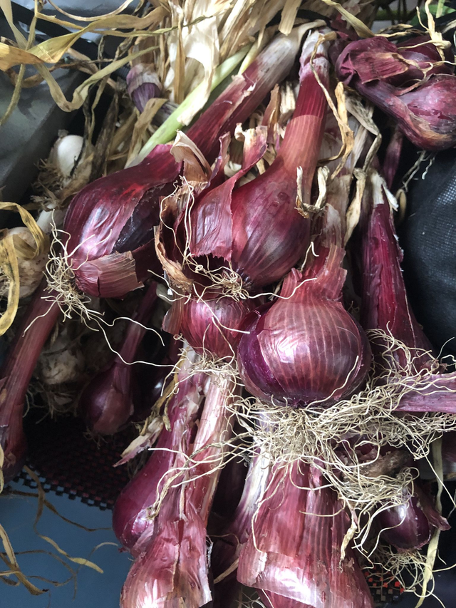 Red Onions 3