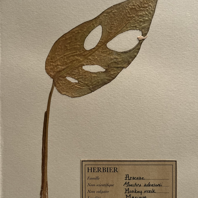 Herbier A5 vintage affiche botanique Monstera Adansonii