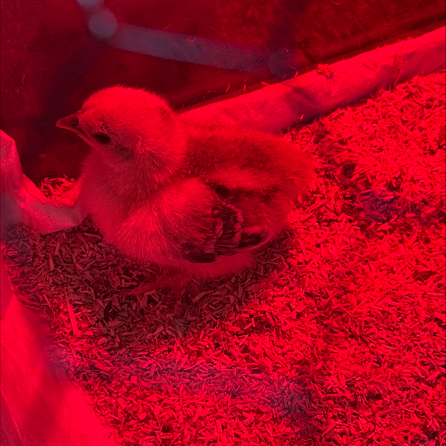 Mixed breed chicken